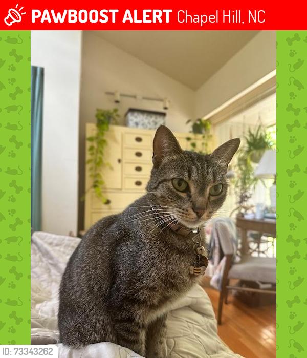 Lost Female Cat last seen Woods around BolinCreek Trail and behind Stratford Hills apmts, Chapel Hill, NC 27514