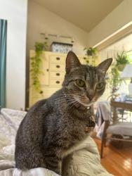 Lost Female Cat last seen Woods around BolinCreek Trail and behind Stratford Hills apmts, Chapel Hill, NC 27514