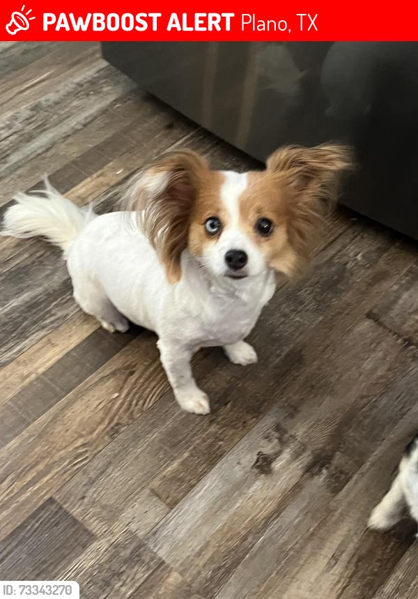 Lost Female Dog last seen Roundrock & Downing, Plano, TX 75023