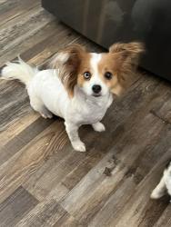 Lost Female Dog last seen Roundrock & Downing, Plano, TX 75023