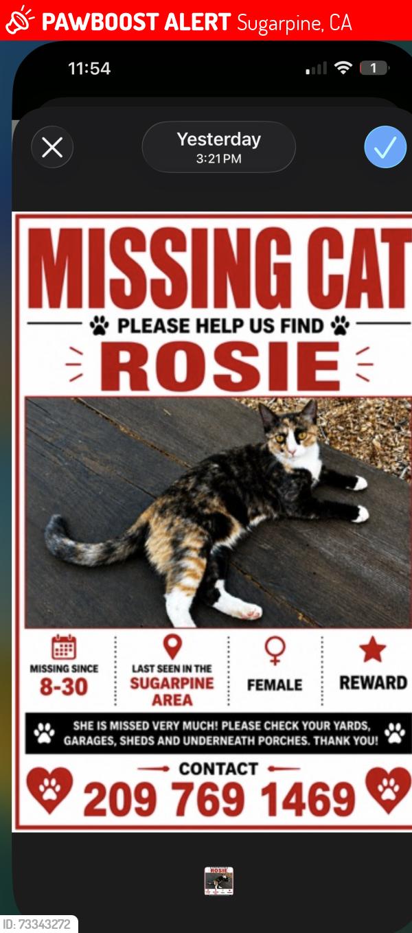 Lost Female Cat last seen Redwood ct, Sugarpine, CA 95383