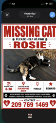 Lost Female Cat last seen Redwood ct, Sugarpine, CA 95383