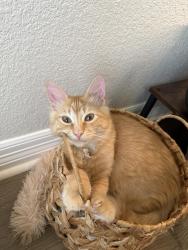 Lost Male Cat last seen Diana Ln/Gina Dr, Harker Heights, TX 76548