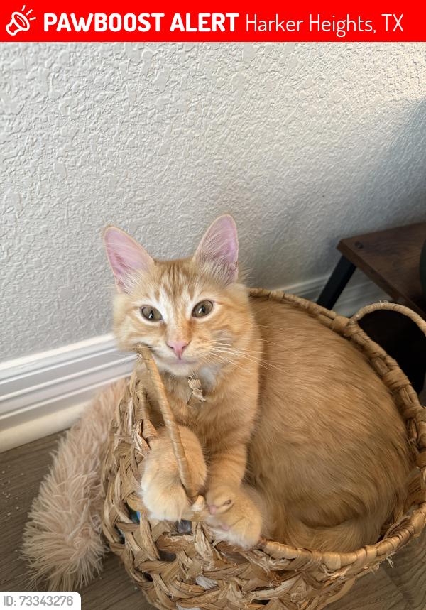 Lost Male Cat last seen Diana Ln/Gina Dr, Harker Heights, TX 76548