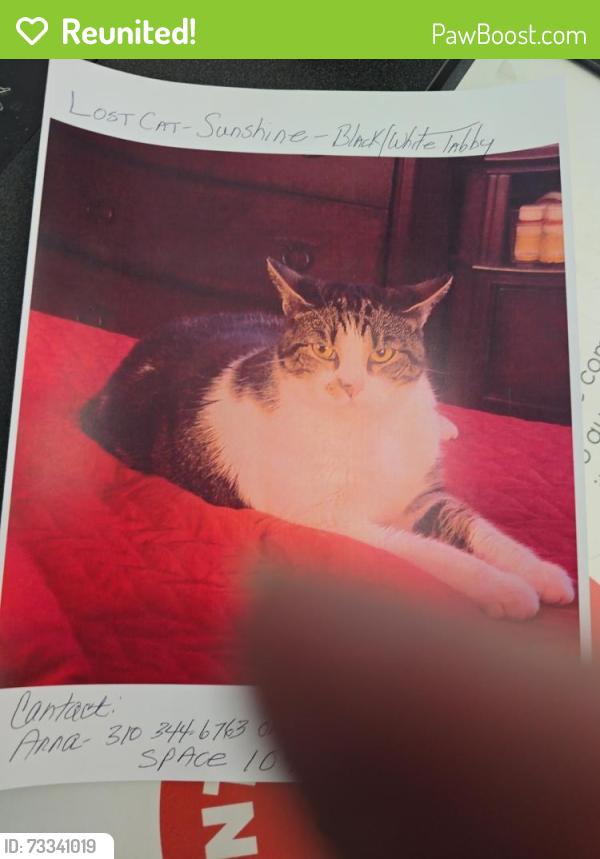 Reunited Female Cat last seen Collins and Adele, Orange, CA 92867