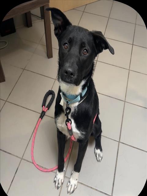 Shelter Stray Female Dog last seen Near BLOCK PASEO DE ANGEL, 100 Caja Del Rio Rd, Santa Fe, NM 87507, USA
