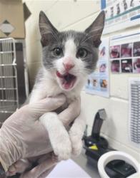 Shelter Stray Male Cat last seen Near BLOCK S SAINT FRANCIS DR SANTA FE NM 87505, 100 Caja Del Rio Rd, Santa Fe, NM 87507, USA