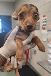 Shelter Stray Male Dog last seen AGUA FRIA ST & LA CIENEGUITA, SANTA FE, SANTA FE COUNTY, 87507, USA, 100 Caja Del Rio Rd, Santa Fe, NM 87507, USA