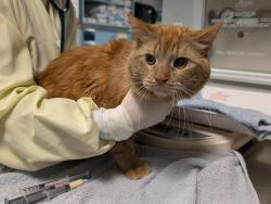 Shelter Stray Male Cat last seen Near BLOCK 64TH AVE S, KENT WA 98032, 21615 64th Ave S, Kent, WA 98032, USA
