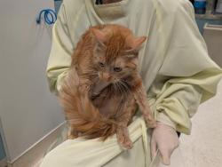 Shelter Stray Female Cat last seen Near BLOCK 64TH AVE S, KENT WA 98032, 21615 64th Ave S, Kent, WA 98032, USA