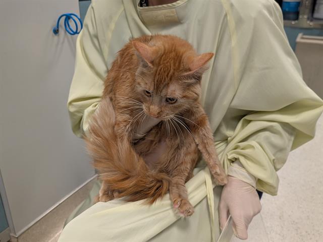 Shelter Stray Female Cat last seen Near BLOCK 64TH AVE S, KENT WA 98032, 21615 64th Ave S, Kent, WA 98032, USA