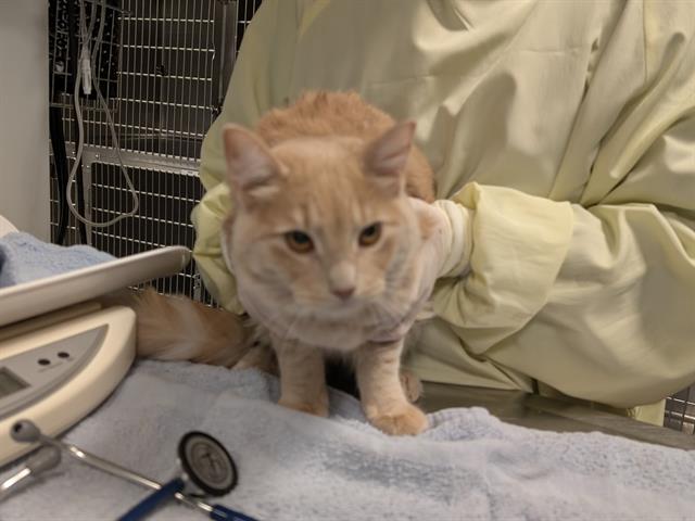 Shelter Stray Female Cat last seen Near BLOCK 64TH AVE S, KENT WA 98032, 21615 64th Ave S, Kent, WA 98032, USA