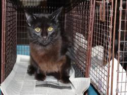 Shelter Stray Male Cat last seen , 3201 Lacy St, Los Angeles, CA 90031, USA