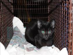 Shelter Stray Female Cat last seen , 3201 Lacy St, Los Angeles, CA 90031, USA