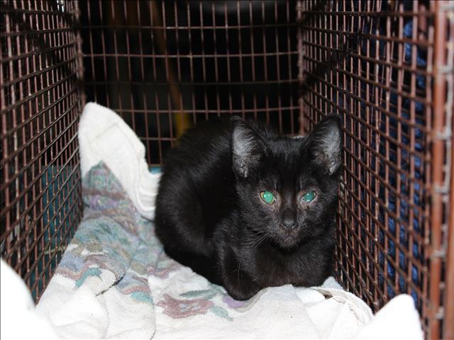 Shelter Stray Female Cat last seen , 3201 Lacy St, Los Angeles, CA 90031, USA
