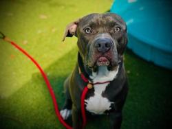 Shelter Stray Male Dog last seen , 2769 Conroy Rd, Orlando, FL 32839, USA