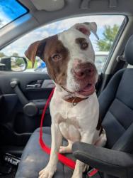 Shelter Stray Male Dog last seen Near BLOCK NORTH 23RD STREET, 3528 Newburg Rd, Louisville, KY 40218, USA