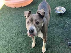 Shelter Stray Female Dog last seen GALOPAGO, 5821 Sweetwater Rd, Bonita, CA 91902, USA