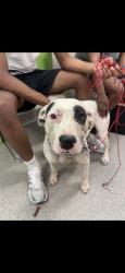 Shelter Stray Female Dog last seen Near BLOCK LESTER AVE, 3528 Newburg Rd, Louisville, KY 40218, USA