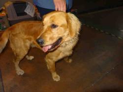 Shelter Stray Male Dog last seen , 14409 Vanowen St, Van Nuys, CA 91405, USA