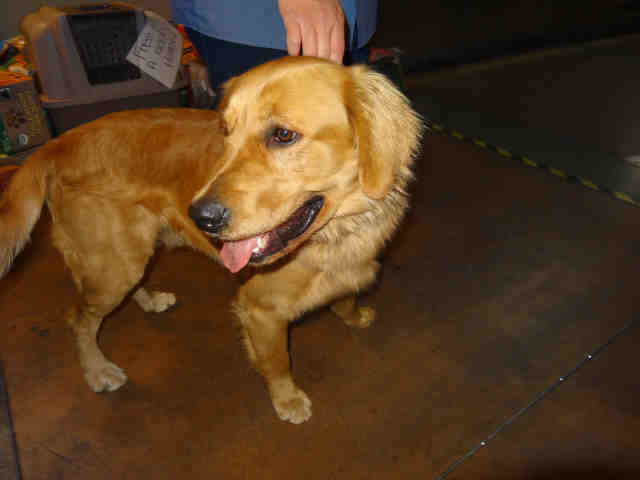 Shelter Stray Male Dog last seen , 14409 Vanowen St, Van Nuys, CA 91405, USA