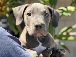 Shelter Stray Male Dog last seen BANCROFT, 5821 Sweetwater Rd, Bonita, CA 91902, USA