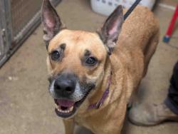 Shelter Stray Female Dog last seen BARRETT LAKE RD, 5821 Sweetwater Rd, Bonita, CA 91902, USA