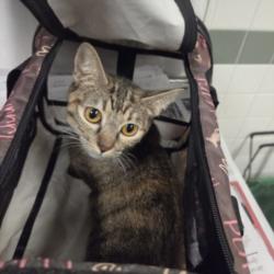 Shelter Stray Female Cat last seen , 14409 Vanowen St, Van Nuys, CA 91405, USA