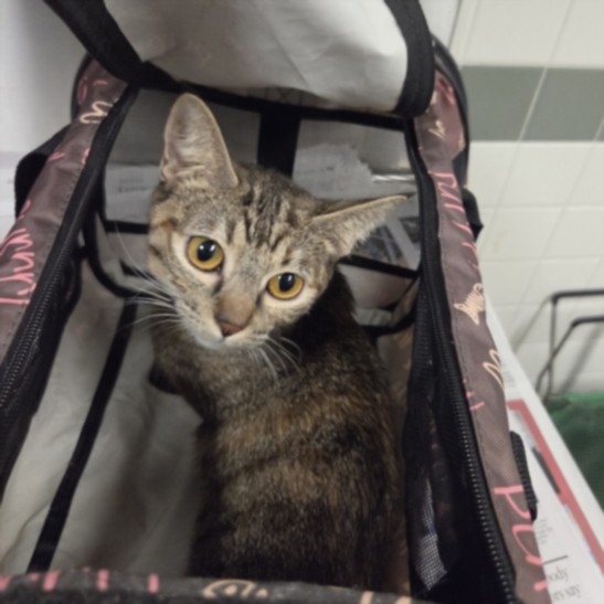 Shelter Stray Female Cat last seen , 14409 Vanowen St, Van Nuys, CA 91405, USA