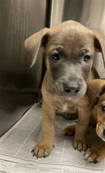 Shelter Stray Unknown Dog last seen , 14409 Vanowen St, Van Nuys, CA 91405, USA