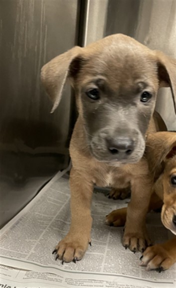 Shelter Stray Male Dog last seen , 14409 Vanowen St, Van Nuys, CA 91405, USA
