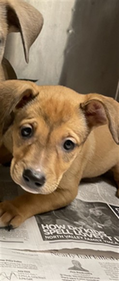Shelter Stray Female Dog last seen , 14409 Vanowen St, Van Nuys, CA 91405, USA