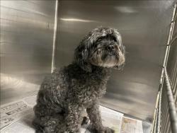 Shelter Stray Male Dog last seen , 14409 Vanowen St, Van Nuys, CA 91405, USA