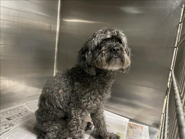 Shelter Stray Male Dog last seen , 14409 Vanowen St, Van Nuys, CA 91405, USA
