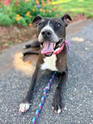 Shelter Stray Female Dog last seen CHARLOTTE, 8315 Byrum Dr, Charlotte, NC 28217, USA