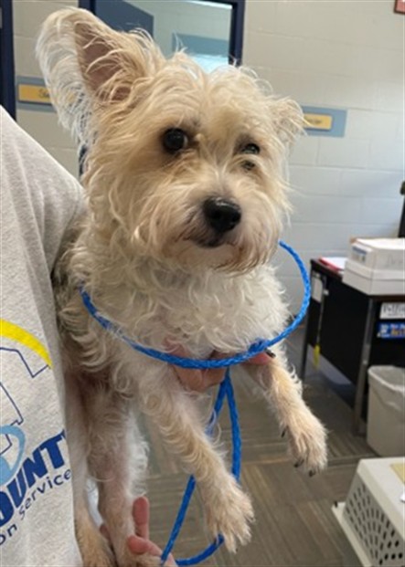 Shelter Stray Female Dog last seen STERLING, 2600 NE Perry Ave, Peoria, IL 61603, USA