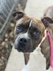 Shelter Stray Male Dog last seen CHARLOTTE, 8315 Byrum Dr, Charlotte, NC 28217, USA