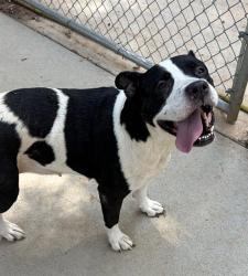 Shelter Stray Female Dog last seen CHARLOTTE, 8315 Byrum Dr, Charlotte, NC 28217, USA