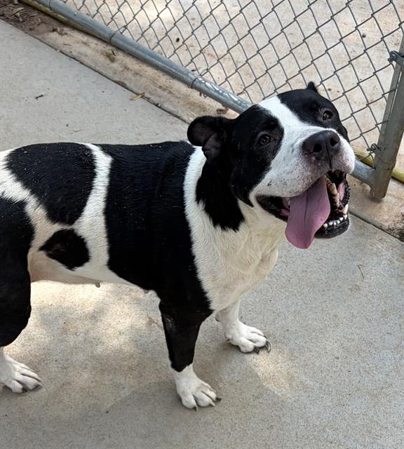 Shelter Stray Female Dog last seen CHARLOTTE, 8315 Byrum Dr, Charlotte, NC 28217, USA