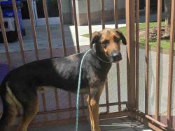 Shelter Stray Male Dog last seen , 2481 Palomar Airport Rd, Carlsbad, CA 92011, USA