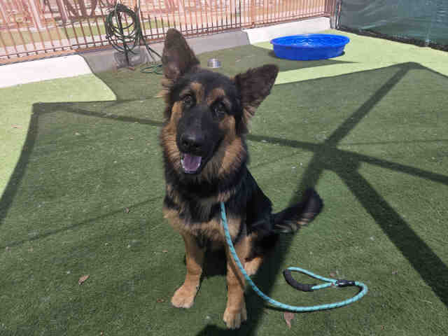 Shelter Stray Male Dog last seen , 2481 Palomar Airport Rd, Carlsbad, CA 92011, USA