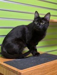 Shelter Stray Female Cat last seen JOSEPHVILLE, 4850 Mid Rivers Mall Dr, St Peters, MO 63376, USA
