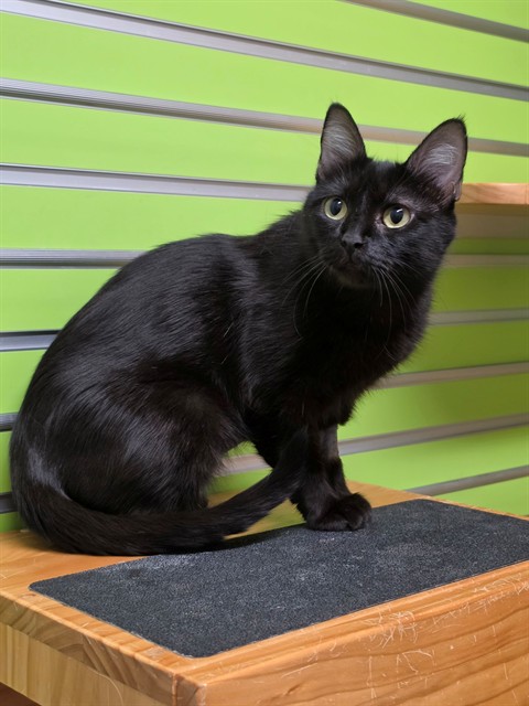 Shelter Stray Female Cat last seen JOSEPHVILLE, 4850 Mid Rivers Mall Dr, St Peters, MO 63376, USA