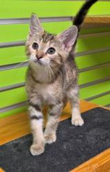 Shelter Stray Female Cat last seen ST PETERS, 4850 Mid Rivers Mall Dr, St Peters, MO 63376, USA