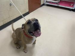 Shelter Stray Male Dog last seen Near BLOCK S 22ND ST, 3839 W Burnham St, West Milwaukee, WI 53215, USA