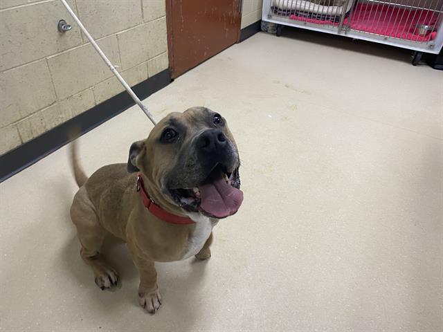 Shelter Stray Male Dog last seen Near BLOCK S 22ND ST, 3839 W Burnham St, West Milwaukee, WI 53215, USA