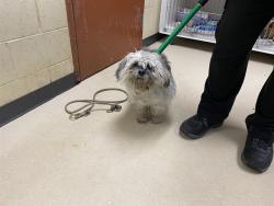 Shelter Stray Unknown Dog last seen , 3839 W Burnham St, West Milwaukee, WI 53215, USA