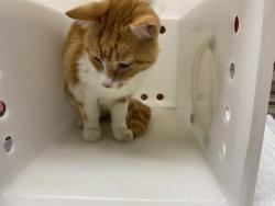 Shelter Stray Male Cat last seen Near BLOCK N 39TH ST, 3839 W Burnham St, West Milwaukee, WI 53215, USA