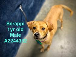 Shelter Stray Male Dog last seen , West Valley Animal Shelter, 20655 Plummer St, Chatsworth, CA 91311, USA