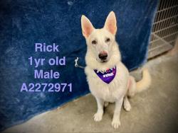 Shelter Stray Male Dog last seen , West Valley Animal Shelter, 20655 Plummer St, Chatsworth, CA 91311, USA